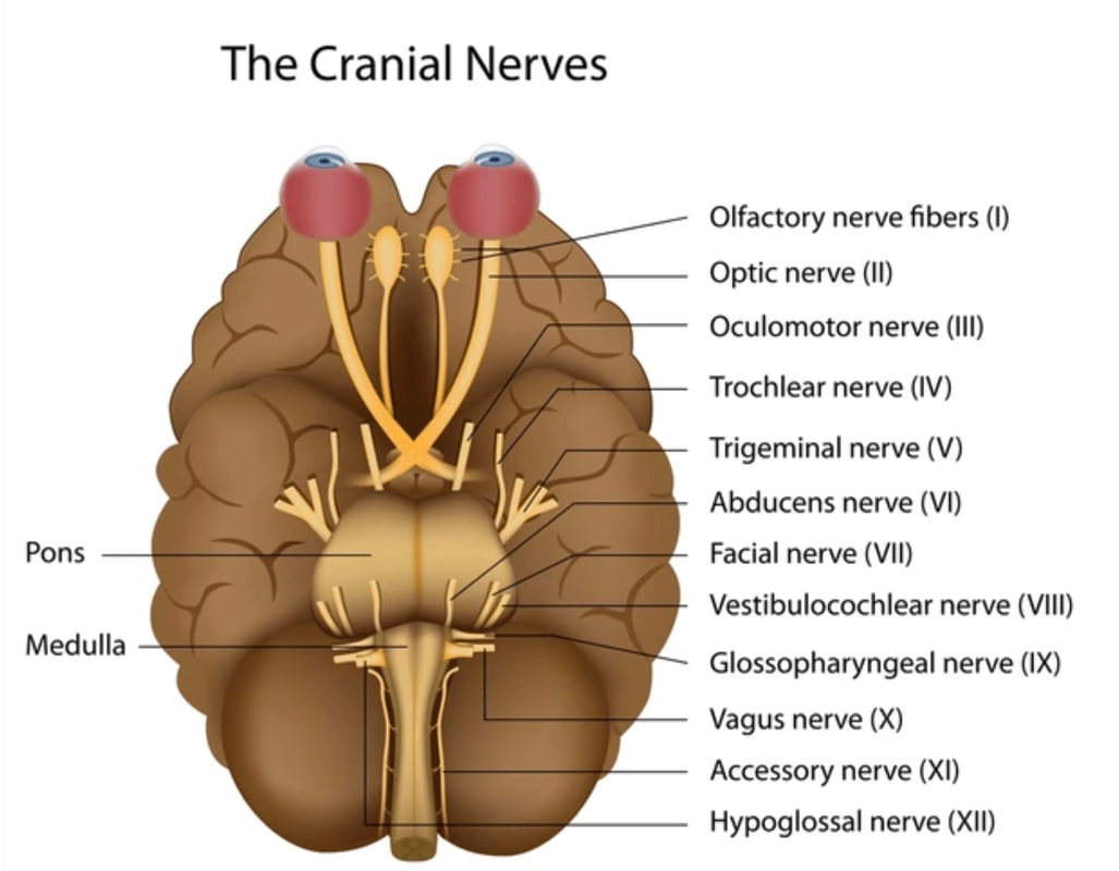 trigeminalnerve_orig